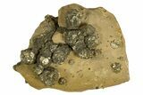 Golden Pyrite on Limonite Clay - Pakistan #337946-1
